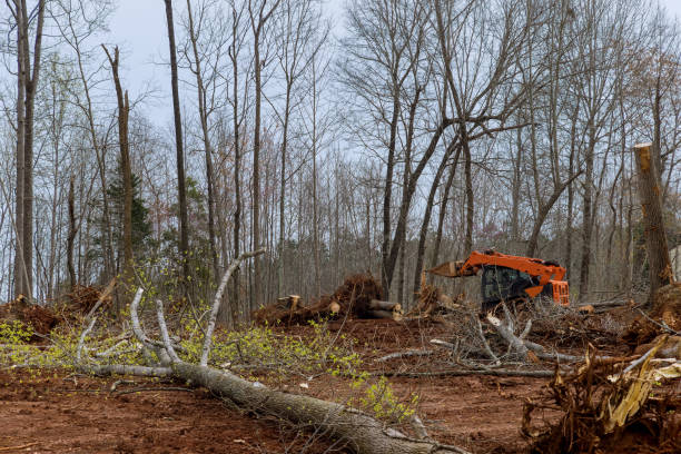 Best Tree Mulching  in Lavaca, AR